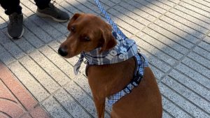 Alzira reparteix mocadors fallers per a gossos amb el lema “No m’agraden els coets”